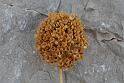 aglio selvatico
